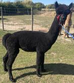 Zwarte Alpaca Dekhengst – MVT Quicksilver, Dieren en Toebehoren, Overige Dieren, Augustus, Mannelijk