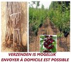 KERSENBOMEN LAAGSTAM: SUPERPROMO 10€/ST!! KORDIA, REGINA,.., Tuin en Terras, Planten | Tuinplanten, Volle zon, Vaste plant, Ophalen of Verzenden