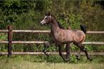 Arabisch volbloed hengstje, Dieren en Toebehoren, Paarden, Hengst, Niet van toepassing, Gechipt, 0 tot 2 jaar