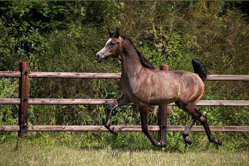 Arabisch volbloed hengstje, Dieren en Toebehoren, Paarden, Hengst, Niet van toepassing, 0 tot 2 jaar, Met stamboom, Gechipt, Ontwormd