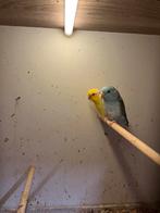 2 poupées Corpus, Animaux & Accessoires