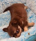 Chihuahua pups, Animaux & Accessoires, Parvovirose, Plusieurs, Belgique, 8 à 15 semaines