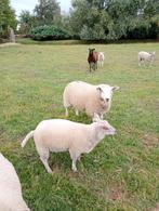 Beitlammeren (Geboren in 2025) – Ideaal voor de Kweek 60 kil, Dieren en Toebehoren, Schapen, Geiten en Varkens, Vrouwelijk, Schaap