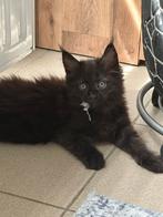 Maine Coon kittens, Dieren en Toebehoren, Poes, Gechipt, 0 tot 2 jaar