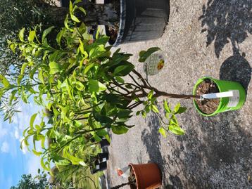 Citrus  - Bergamot  beschikbaar voor biedingen