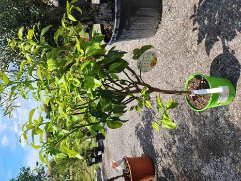 Citrus  - Bergamot, Tuin en Terras, Planten | Fruitbomen, Ophalen