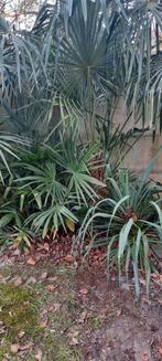 Trachycarpus Fortunei palmboom Stam 95cm, Ophalen