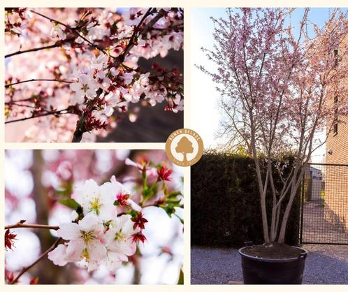 Meerstammige sierbomen, Tuin en Terras, Planten | Bomen, Ophalen of Verzenden