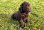 Chiots Labradoodle à vendre, Chien (mâle), Autres races, Belgique, Un chien