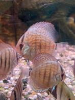 Discus, Dieren en Toebehoren, Vissen | Aquariumvissen