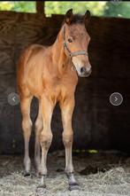 Uitzonderlijk merrieveulen Vanilla – topafstamming en gouden, Dieren en Toebehoren, Merrie, Dressuurpaard, 0 tot 2 jaar, Onbeleerd