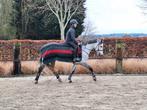 Mooie Connemara pony, Dieren en Toebehoren, Pony's, Merrie, B, Gechipt, 3 tot 6 jaar