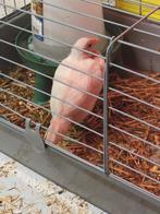 Ayam ketawa hen, Dieren en Toebehoren, Pluimvee