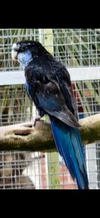 Koppel blauwzwarte rosella's, Meerdere dieren, Parkiet, Geringd
