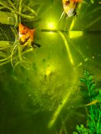 2 jonge maanvissen, Dieren en Toebehoren, Vissen | Aquariumvissen