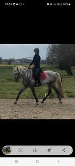 Halve stal pittige pre ruin, Dieren en Toebehoren, Ruin