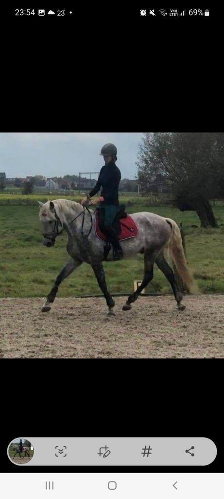Halve stal pittige pre ruin, Dieren en Toebehoren, Paarden, Ruin
