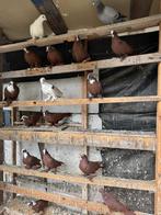 Per duif €5, Dieren en Toebehoren, Vogels | Duiven, Meerdere dieren, Overige soorten