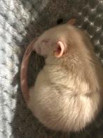 Jonge rat, Dieren en Toebehoren, Knaagdieren, Oktober, Mannelijk, Rat