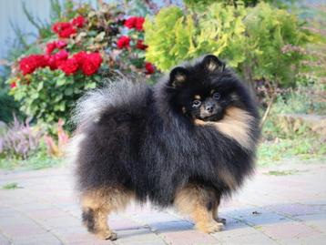 Pomeriaan reu en teefje, Dieren en Toebehoren, Honden | Poolhonden, Keeshonden en Oertypen, Fokker | Hobbymatig, CDV (hondenziekte)