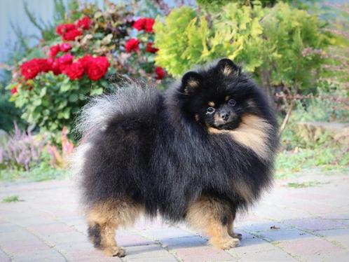 Pomeriaan reu, Dieren en Toebehoren, Honden | Poolhonden, Keeshonden en Oertypen, Reu, Overige rassen, Fokker | Hobbymatig, Eén hond