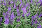 Vlinderstruik - Buddleja davidii 'Empire blue', Ophalen