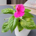 Plante d'intérieur "Impatiente", Ophalen