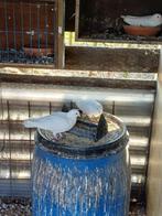Witte duiven, Dieren en Toebehoren, Vogels | Duiven, Meerdere dieren, Postduif