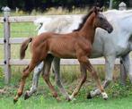 Hengsten veulen Warrior x Nabab, Springpaard, Gechipt, 0 tot 2 jaar, Hengst