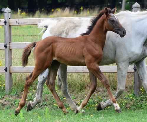 Hengsten veulen Warrior x Nabab, Dieren en Toebehoren, Paarden, Hengst, Onbeleerd, 170 tot 175 cm, 0 tot 2 jaar, Springpaard, Met stamboom