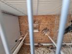 70 koppels grote zebravinken (nog 36), Dieren en Toebehoren