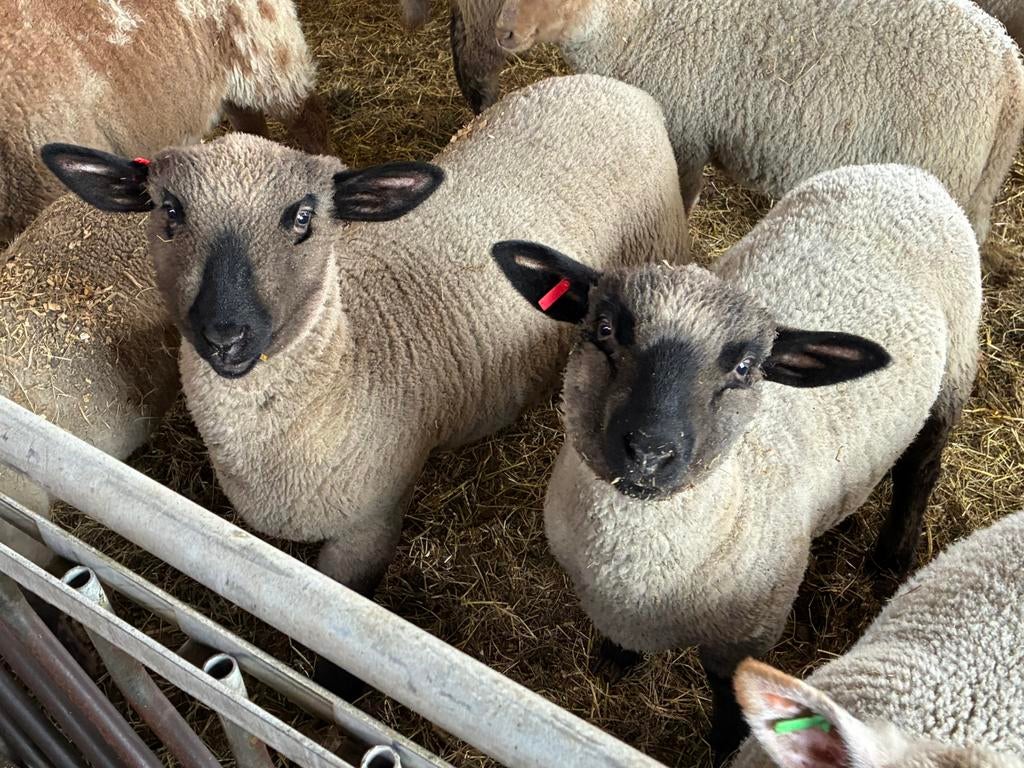 Hampshire down ooilammeren