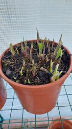 Hosta Undulata, Tuin en Terras, Planten | Tuinplanten, Vaste plant, Halfschaduw, Zomer, Ophalen