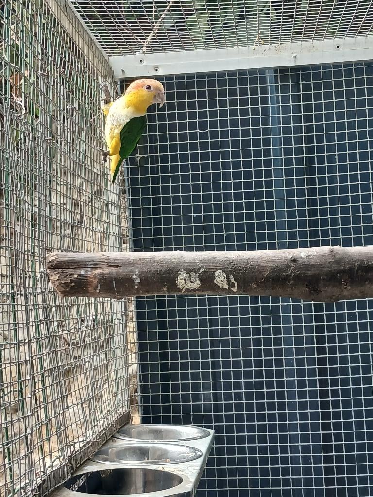 Male caique 2025, Mannelijk, Papegaai, Geringd