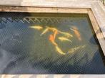 koi vissen, Dieren en Toebehoren, Karper of Koi