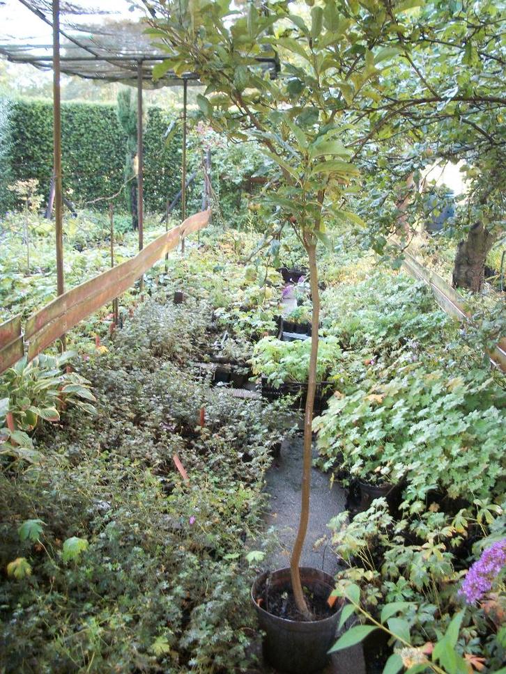 Magnolia 'Susan', Tuin en Terras, Planten | Bomen, Overige soorten, 100 tot 250 cm, Volle zon, Winter, In pot, Ophalen