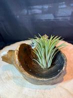 Rhinocéros laineux en os fossile — avec Tillandsia, Maison & Meubles, Plantes d'intérieur, Enlèvement ou Envoi