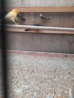 padda, Dieren en Toebehoren, Vogels | Overige Vogels, Vrouwelijk, Tropenvogel