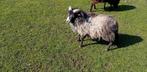 1 jarige quessant ram te koop, Dieren en Toebehoren, Schapen, Geiten en Varkens