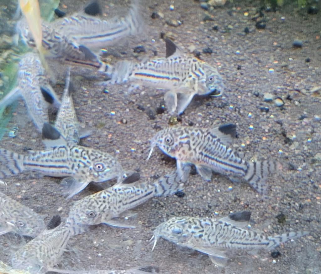 Hobbyaquarium Corydoras Julii/luipaard Corydoras, Dieren en Toebehoren, Vis, Zoetwatervis, Schoolvis