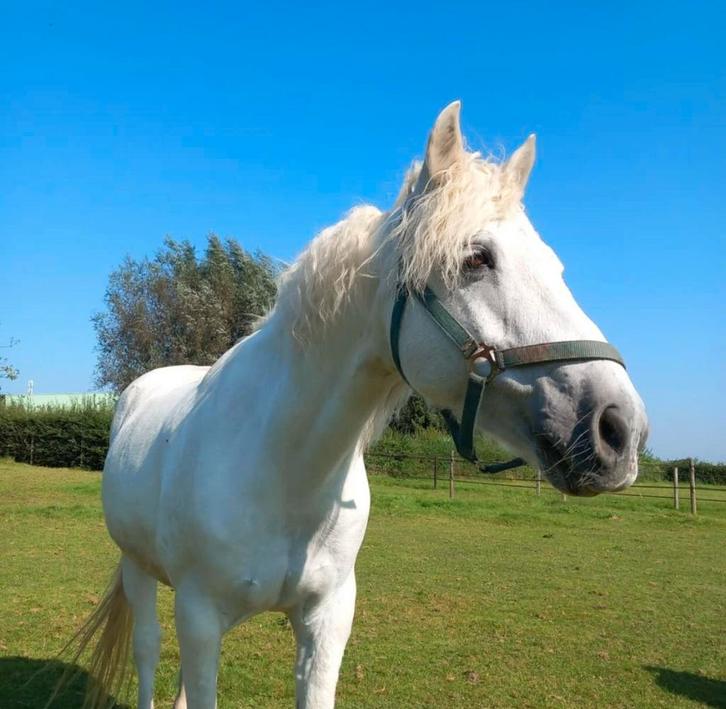 Weidemaatje D Pony, Dieren en Toebehoren, Pony's, Ruin, Niet van toepassing, D pony (1.37m tot 1.48m), 11 jaar of ouder, Ontwormd