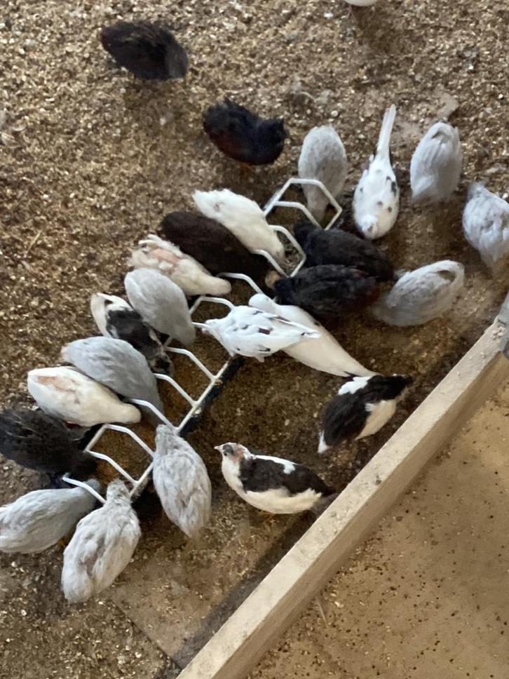 Versch soorten kwartels, Dieren en Toebehoren, Pluimvee