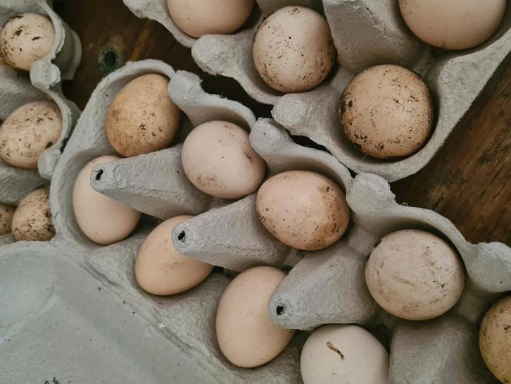 Broedeieren Chabo kriel, Animaux & Accessoires, Volatiles, Poule ou poulet