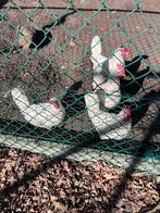 Leghorn, Animaux & Accessoires, Volatiles, Femelle, Poule ou poulet