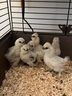 Zijdehoen kuikens, Dieren en Toebehoren, Pluimvee