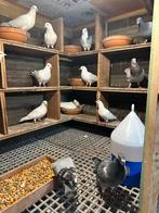 Duiven hogere vlieg, Dieren en Toebehoren