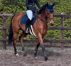 Très belle jument, Animaux & Accessoires, Chevaux, B, Avec pedigree, 160 à 165 cm, Jument