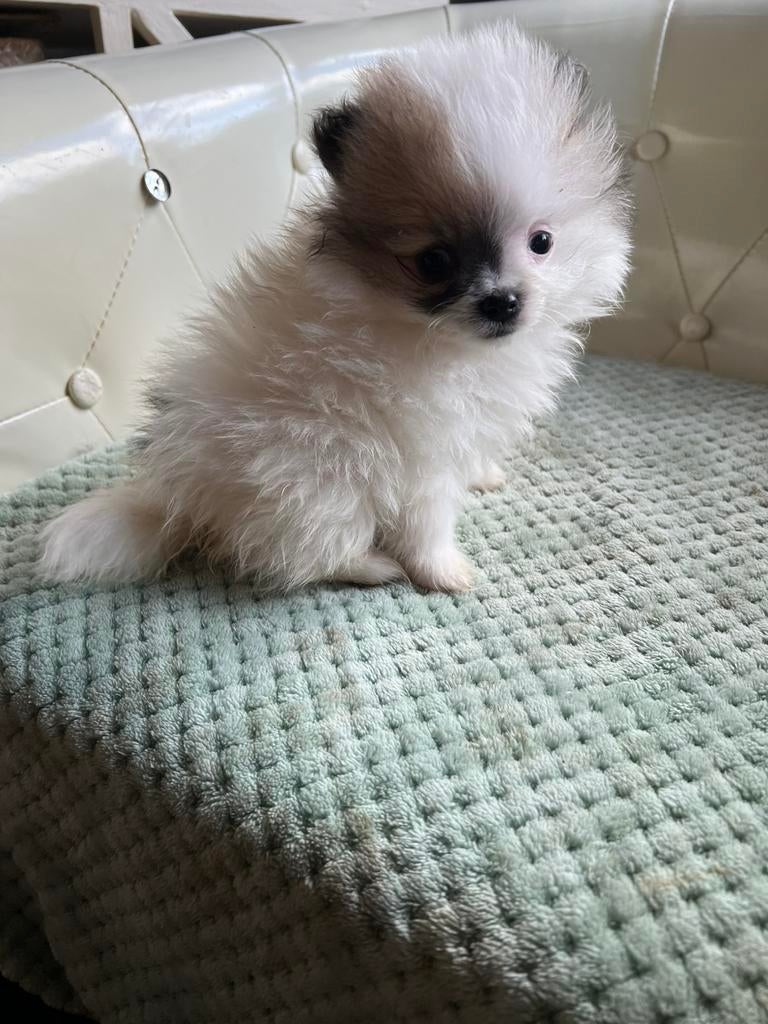 2 raszuivere pommeriaan reutjes, België, Fokker | Hobbymatig, Meerdere, Reu