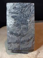 Fougère fossile carbonifère  300 mio d'années beau spécimen, Collections, Enlèvement ou Envoi, Fossile