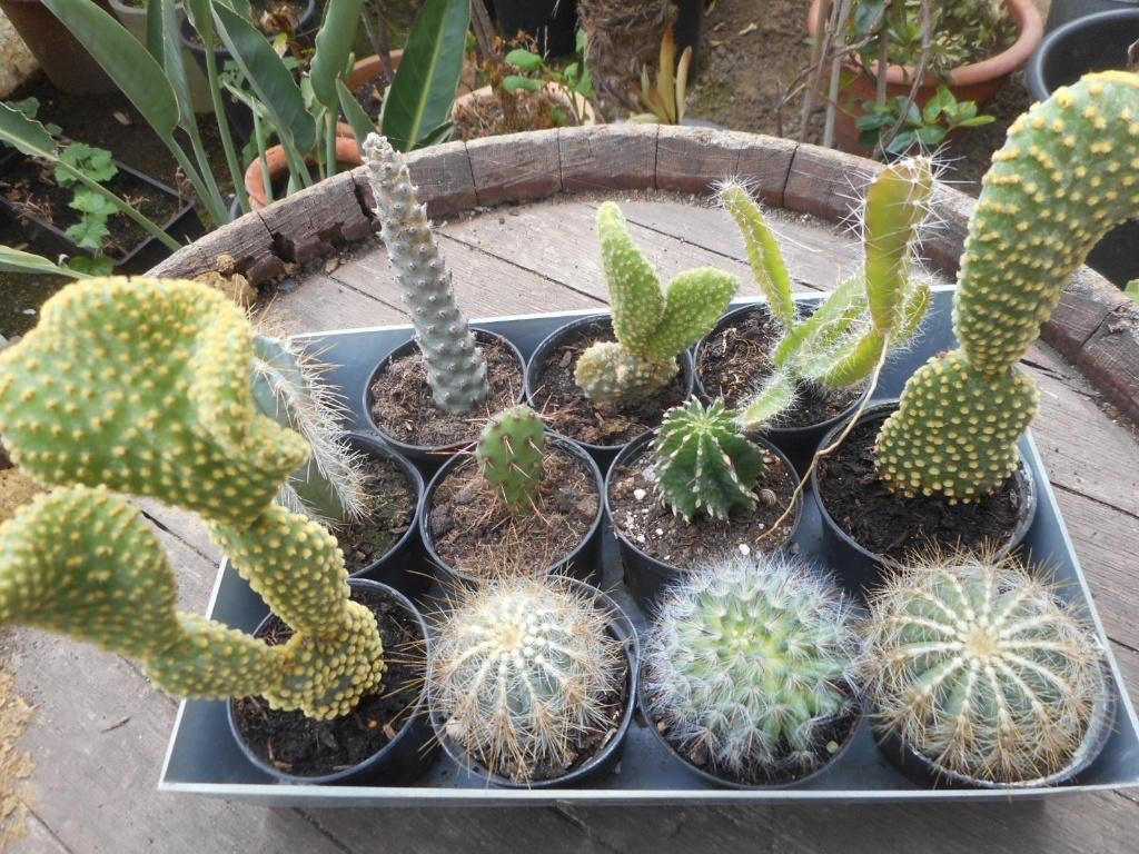 plantes, Jardin & Terrasse, Plein soleil, Été, Plante fixe, Enlèvement ou Envoi